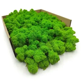 mech-chrobotek-reniferowy-finski-oczyszczony-jasnozielony-500g