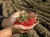 ostre-papryczki-kier-110-g-produkt-nie-zawiera-antyzbrylaczy-barwnikow-gmo