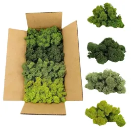 mech-chrobotek-reniferowy-norweski-zielony-mix-500g-dekoracyjny