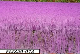 flizelina-jednokolorowa-50cmx9y-sliwkowa-fliz50-073