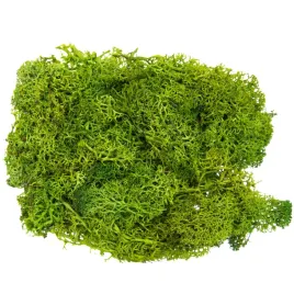 chrobotek-reniferowy-mech-ozdobny-naturalny-30g