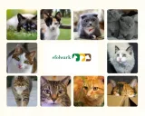 dechra-clean-aural-cat-50-ml-zastosowanie-pielegnacyjne