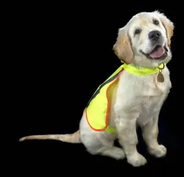 buster-kamizelka-odblaskowa-dla-psa-l