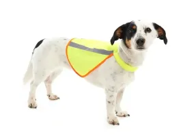 buster-kamizelka-odblaskowa-dla-psa-m