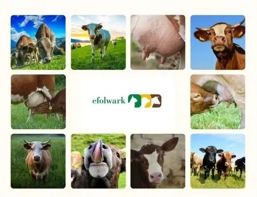 przewod-pvc-do-separatora-mleka-50-cm-stan-nowy