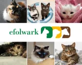 virbac-zenifel-spray-60-ml-zastosowanie-relaksacyjne