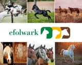 hippovit-witaminy-dla-koni-1-kg-stan-nowy