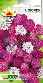 nasiona-ubiorek-rozowy-nasiona-toraf-na-rabaty-skalniaki