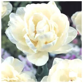 tulipan-bialy-podwojny-peoniowy-mount-tacoma-tulipany-cebulki-cebule-5-szt