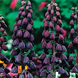 fritllaria-persica-szachownica-perska-czarna-1szt-cebulki-cebule-kwiatowe
