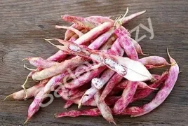 fasola-flambo-nasiona-30-g-vilmorin-karlowa-bordowe-nakrap-bezwloknista