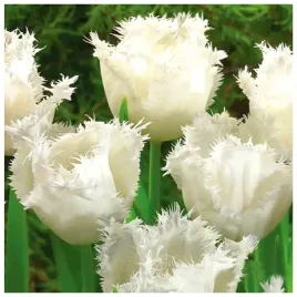 tulipan-cebulki-bialy-strzepiasty-honeymoon-5-szt-cebulki-pienosc-ogrodu