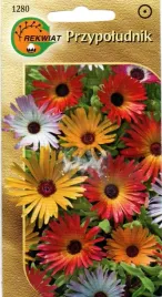 przypoludnik-05-g-otwieraja-sie-w-sloncu-rekwiat