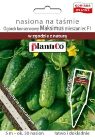 ogorek-maksimus-50-nasion-konserwowy-wczesy-nie-maja-gorczycy-plantico