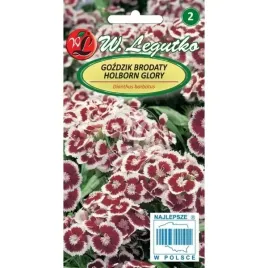 gozdzik-brodaty-holborn-glory-05g-legutko-dwuletia-dwubarwny-rabaty