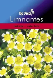 gr-nasiona-limnantes-nasiona-zolto-biale-przyjemnie-kwitnie