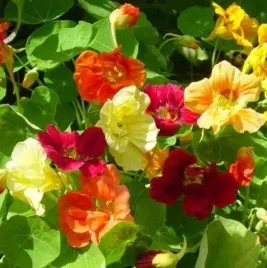 nasturcja-bunte-juwelen-niska-pelnokwiatowa-5g-vilmorin-mix-kolor