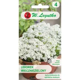 ubiorek-wieczniezielony-bialy-0-50g-bylina-do-ogrodow-skalnych-nasiona