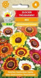 zlocien-trojbarwny-dlugo-kwitnacy-roznobarwna-rabata-nasiona