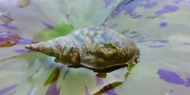 5-x-slimak-blotniarka-stawowa-filtruje-i-oczyszcza-na-glony