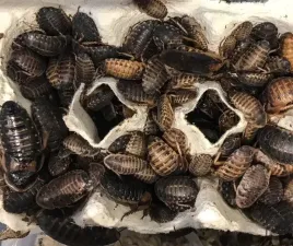 karaczany-argentynskie-dubia-3-4-cm-50-szt