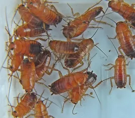 karaczany-tureckie-1-15cm-spidersforge