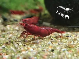 krewetki-czerwone-20-2-szt-gwarancja-bloody-mary-krewetka-red-cherry