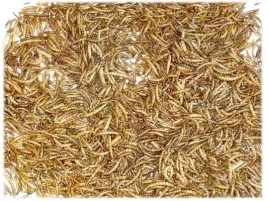 suszone-larwy-macznika-mlynarka-pokarm-dla-jeza-zolwia-ryb-jaszczurki