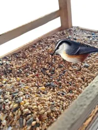 pokarm-dla-ptakow-dzikich-orzechowy-karmnik-slonecznik-10kg-gratis