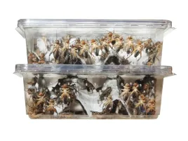 swierszcze-bananowe-srednie-paczka-160-sztuk