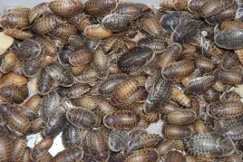 karaczankaraczany-argentynskie-dubia-100szt-2-3cm