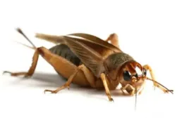 swierszcze-kubanskie-100szt-subimago-2-3cm