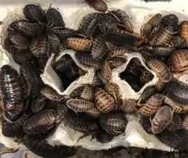 karaczany-argentynskie-dubia-2-3-cm-100-szt