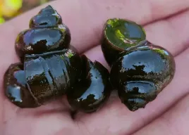 5-x-slimak-do-oczka-zyworodka-pospolita-filtruje