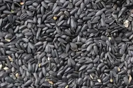 slonecznik-czarny-10kg-polski-produkt-dla-ptakow-zimujacych-golebi
