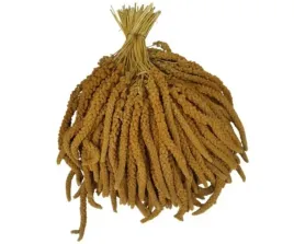 proso-senegalskie-zolte-w-klosach-1kg