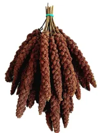 proso-senegalskie-czerwone-w-klosach-1kg-jakosc-pokarm-dla-ptakow