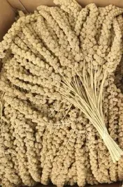 proso-senegalskie-biale-w-klosach-500g-jakosc-pokarm-dla-ptakow-papug