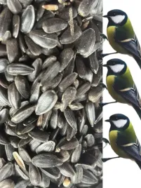 slonecznik-czarny-14-kg-karma-dla-papug-ziarno-dla-ptakow-grtis-kula