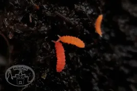 skoczogonki-czerwone-ekipa-sprzatajaca-stonogi-pajaki-skoczogonki-wije