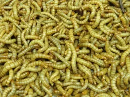 macznik-mlynarek-larwy-500ml-pokarm-dla-owadow-gratis-exotic-leszno