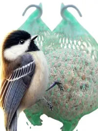 kule-tluszczowe-50-szt-pyzy-do-karmnika-slonecznik-dla-ptakow-gratis-5