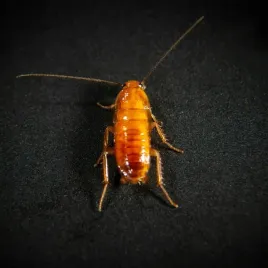 karaczany-tureckie-podrosniety-wyleg-5-10mm-500szt