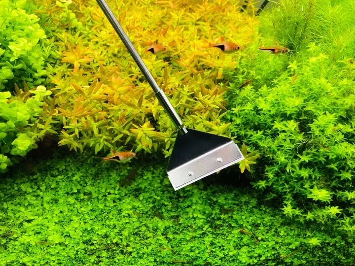 invital-algae-scraper-pro-produkt-wprowadzony-do-obrotu-na-terenie-ue-przed-13-12-2024-nie