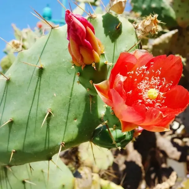 olej-z-opuncji-figowej-100percent-naturalny-na-zmarszczki-pielegnacja-twarzy-opakowanie-butelka-z-pipeta