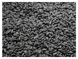 20kg-slonecznik-czarny-nie-luskany-ziarno-na-zime-karmnik-dla-ptakow