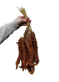 proso-senegalskie-czerwone-w-klosach-1-kg