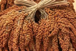 proso-senegalskie-czerwone-w-klosach-naturalny-przysmak-1kg
