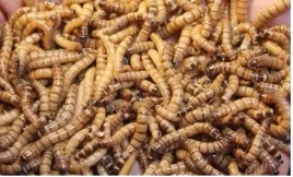 zophobas-morio-drewnojad-drewnojady-250-ml