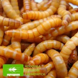 macznik-mlynarek-1000-ml-1-litr-legalna-wysylka